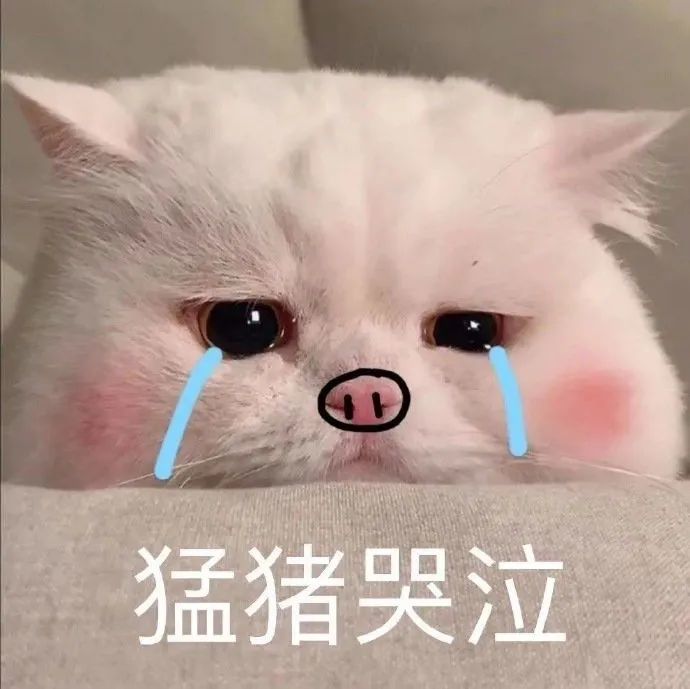 表情包猛猪哭泣
