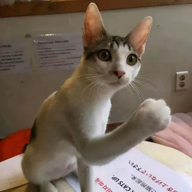 "看看我这砂锅大的拳头,就问你怕不怕!