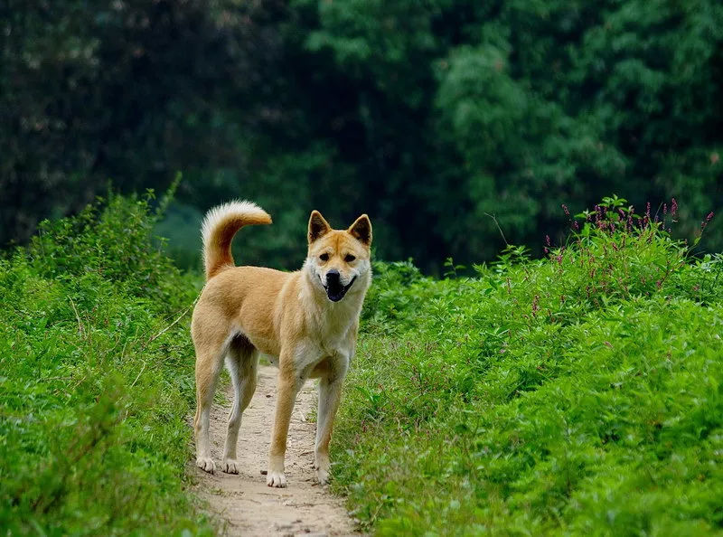 难道相比较于日本的柴犬来说,我们国内得狗就真的比不上人家?