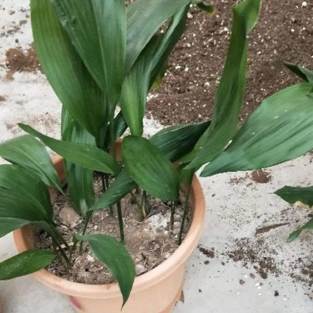 蜘蛛抱蛋这种花,长相清秀,一点也不吓人