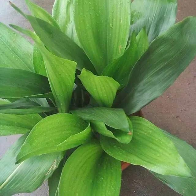 蜘蛛抱蛋这种花,长相清秀,一点也不吓人