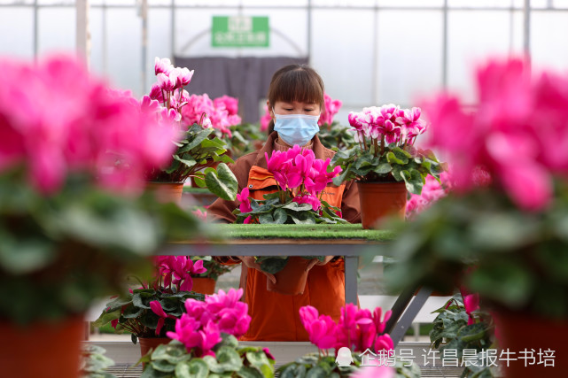 2021年2月7日,河南许昌,在鄢陵县五彩大地花卉销售中心,工人在智能