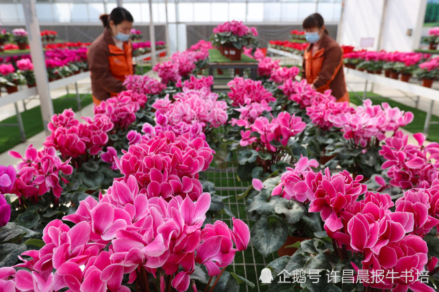 2021年2月7日,河南许昌,在鄢陵县五彩大地花卉销售中心,工人在智能