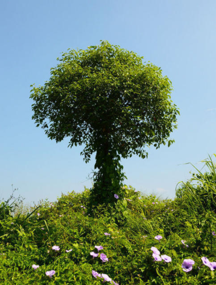 门前小树