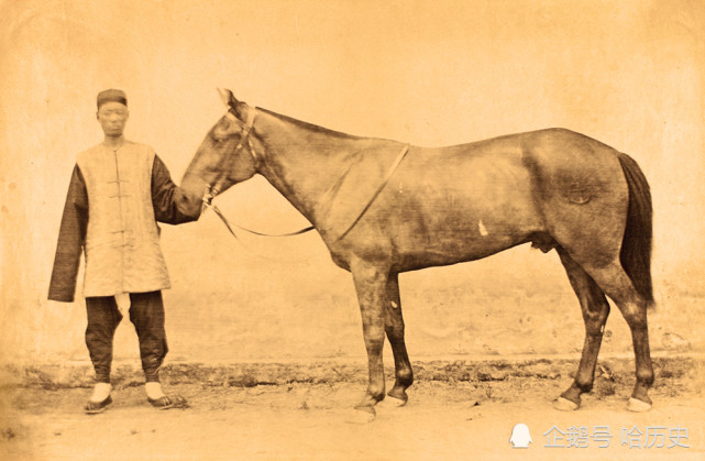 1889年福州,一名马夫牵着一只叫"野雾"的德国马. (来自:哈历史)