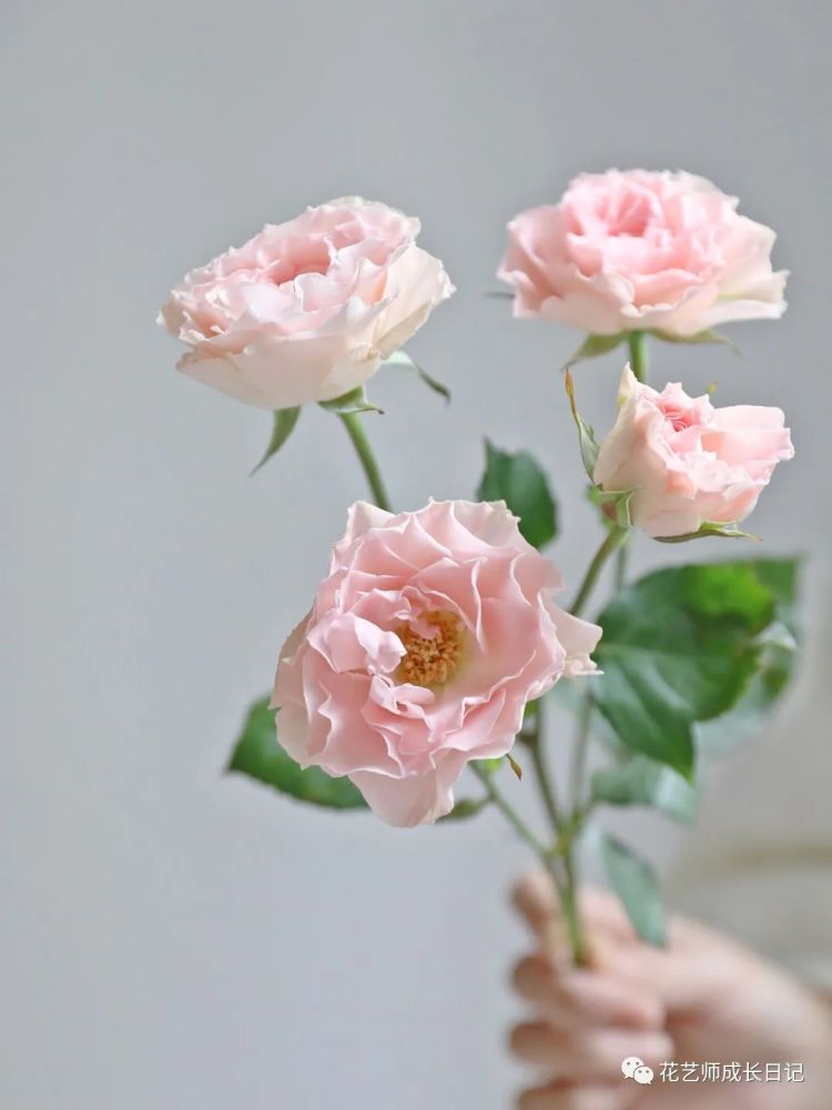 100朵玫瑰vol7:酷似洋桔梗的人鱼公主玫瑰,有着淡淡粉色的裙摆!