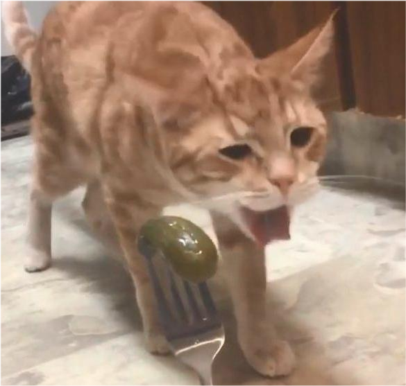 网友拿酸黄瓜调戏猫咪,橘猫闻了一下后不停吐舌:这酸爽不敢相信!