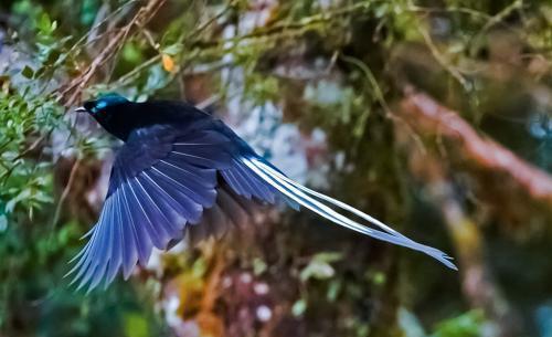 世界羽毛最绚丽的鸟类,身上的颜色多达4种,名字在中国