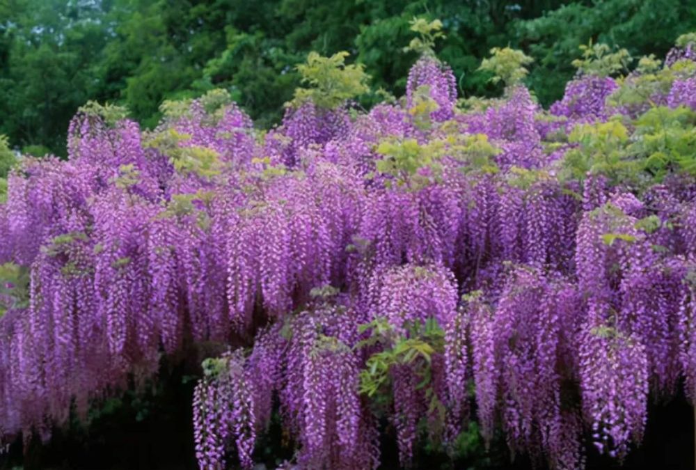 南方养紫藤花不开花?品种要选对,这4种紫藤,两广福建都能养