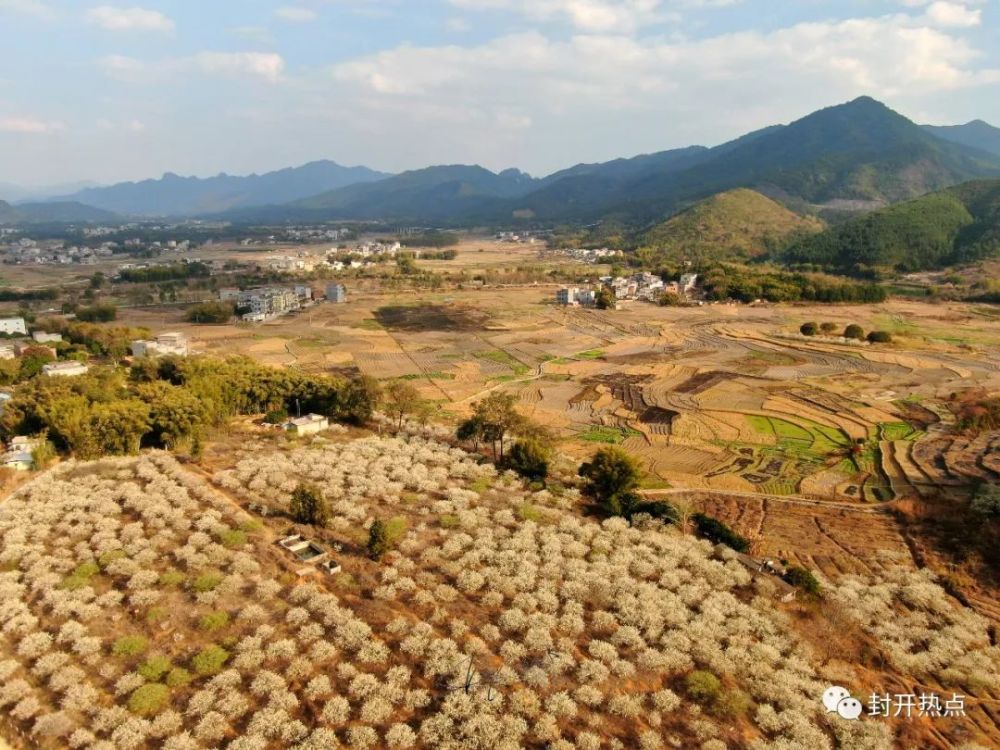 封开麒麟山李花海,百花齐放,景色万千.