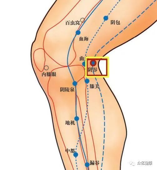 阴谷位于腘窝内侧,屈膝的时候,在半腱肌肌腱与半膜肌肌腱之间.