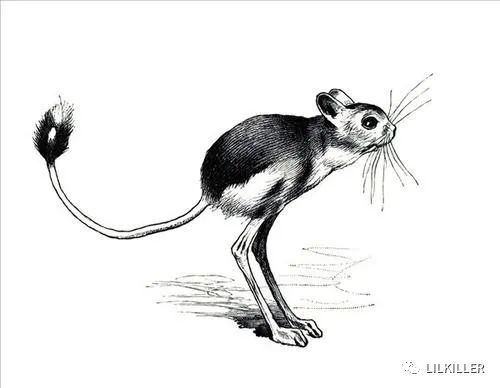 鼠什么开成语_成语故事图片(2)