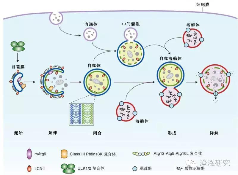 什么是细胞自噬?