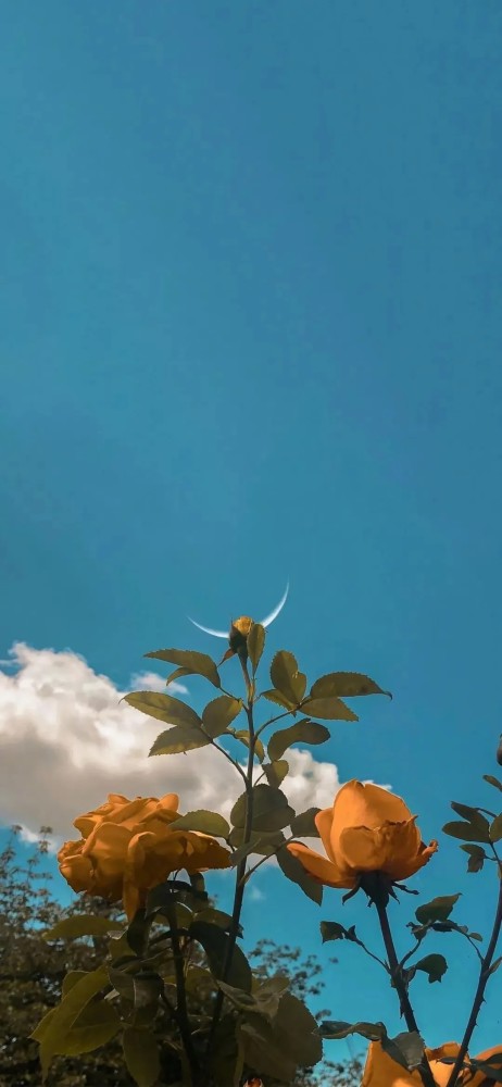 无水印全面屏壁纸,你要每天快乐鸭
