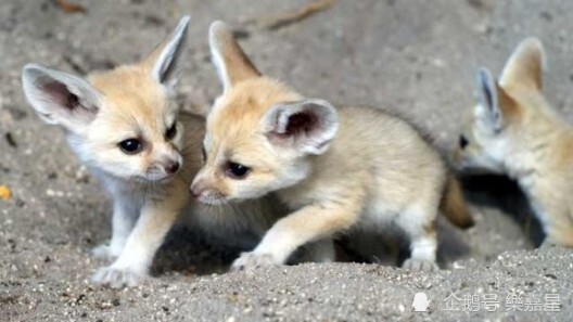 介绍沙漠狐狸耳廓狐性格特征和习性特征