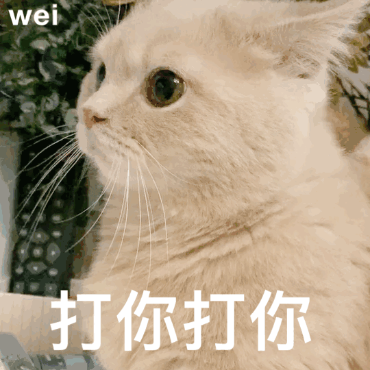 小猫咪吵架必备表情包哼哼哼