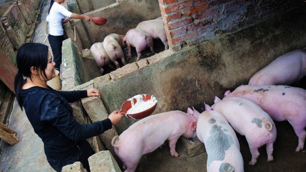 河北猪场非洲猪瘟亏本,原来忽略了卖猪细节,您知道危害了吗?