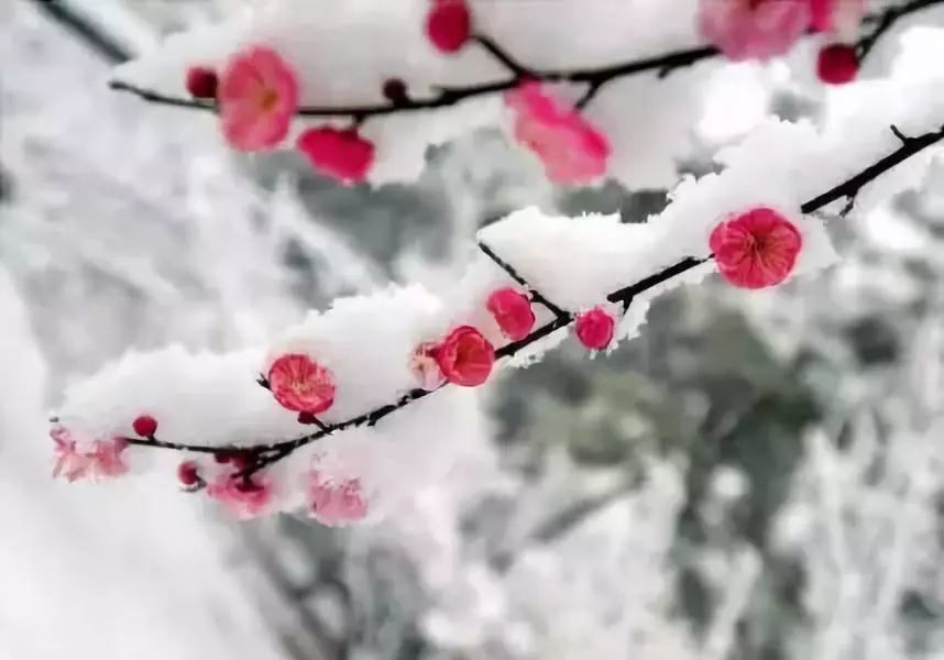睡前陪孩子听首诗|卢钺《雪梅》