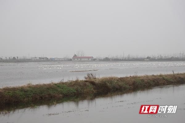 益阳大通湖:小天鹅飞入寻常百姓家