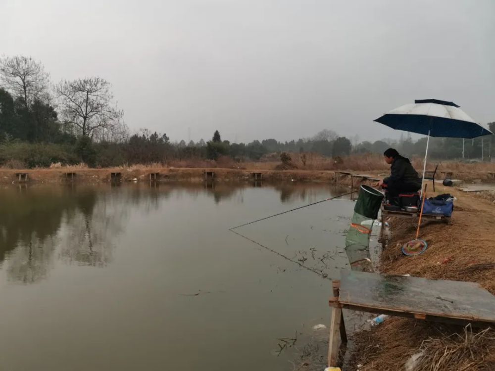 黑坑偷驴,我只用了一个小技巧,轻松钓获20斤拿下坑冠