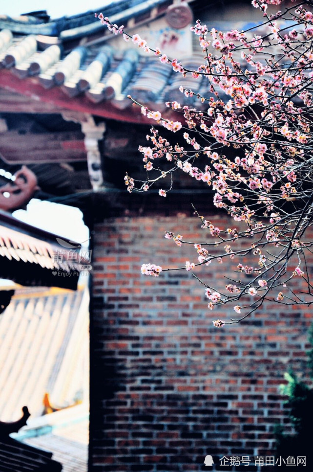 莆田梅峰寺的梅花盛开了!寺庙变"花海"