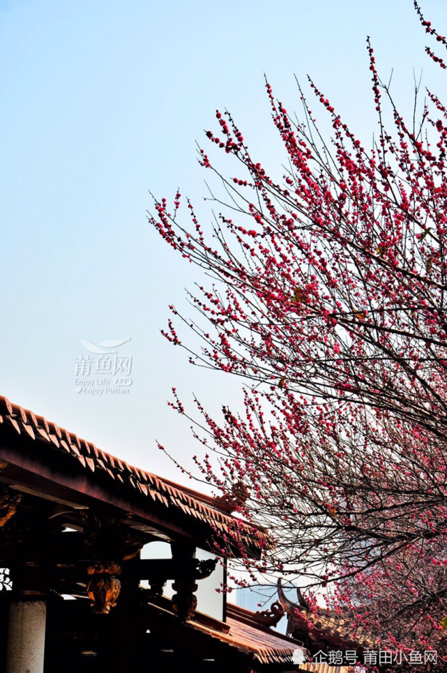 莆田梅峰寺的梅花盛开了!寺庙变"花海"