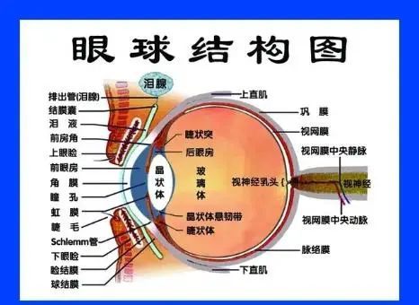 眼睛由三部分组成,即眼球,视路和眼附属器.