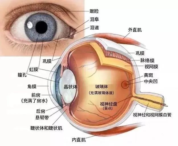 眼内容物包含:房水,晶状体和玻璃体.