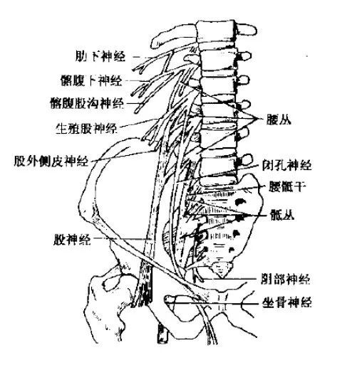 神经系统体表定位标准