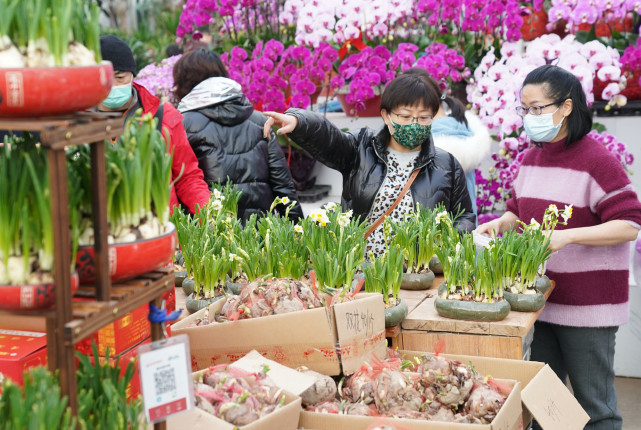 北京今年春节逛花市的要比往年多,节前"跳水"行情难再现