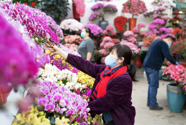 北京今年春节逛花市的要比往年多,节前"跳水"行情难再现