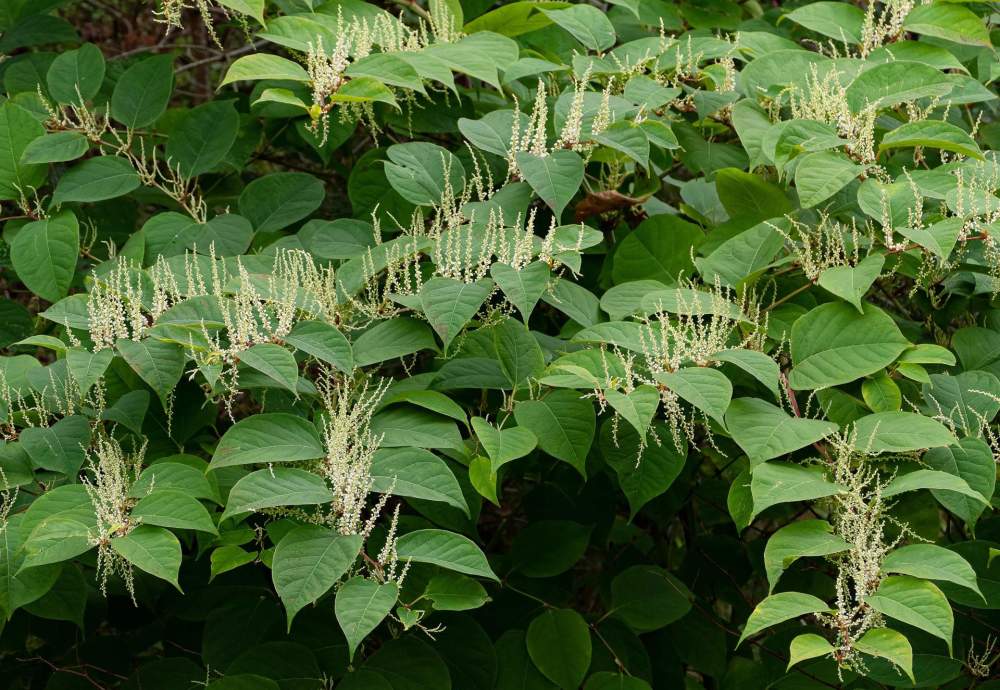 1850年一株观赏植物传入英国开启了一场恐怖生物入侵