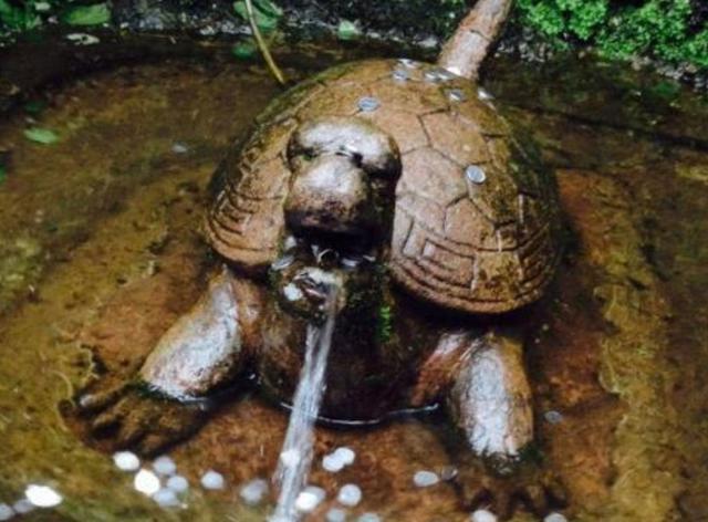 寺院"神龟"圈养35年去世,排除自然老死可能,解剖结果找出真凶