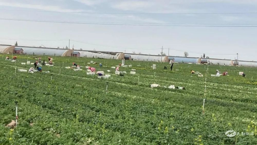 民勤县苏武镇:扶贫车间里的脱贫故事