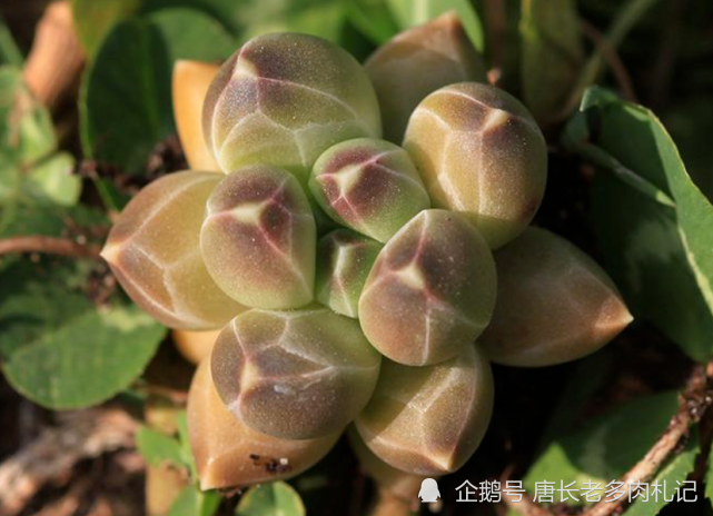 喜欢带暗纹的多肉?那可以入手这些品种,它们的叶片全部都有暗纹