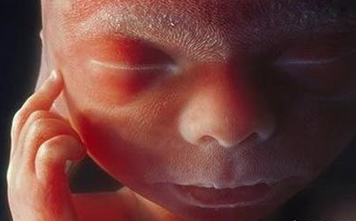 你见过28周胎儿的样子吗一张图萌化无数宝妈的心太可爱了