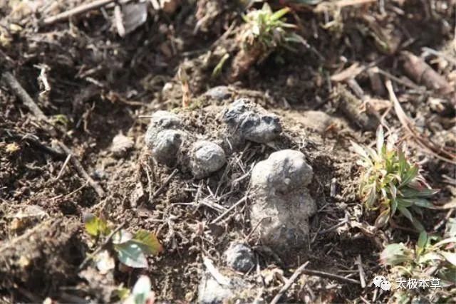 猪苓隐生于地下,地上无苗,寻找较困难,即使本地有也发现不了,因为猪苓