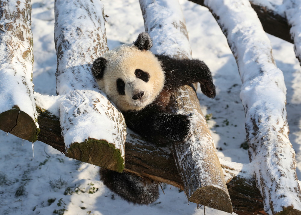 2月9日,在比利时布吕热莱特的天堂动物园,一只幼年大熊猫在雪地里玩耍