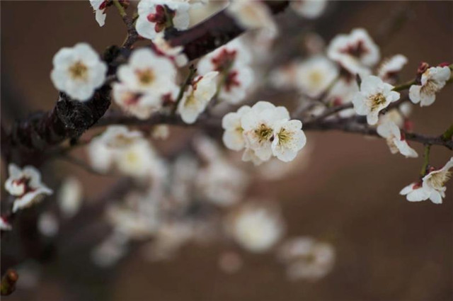 隋朝金谷园万树梅花:腊月正月早惊春,梅花色白雪中明