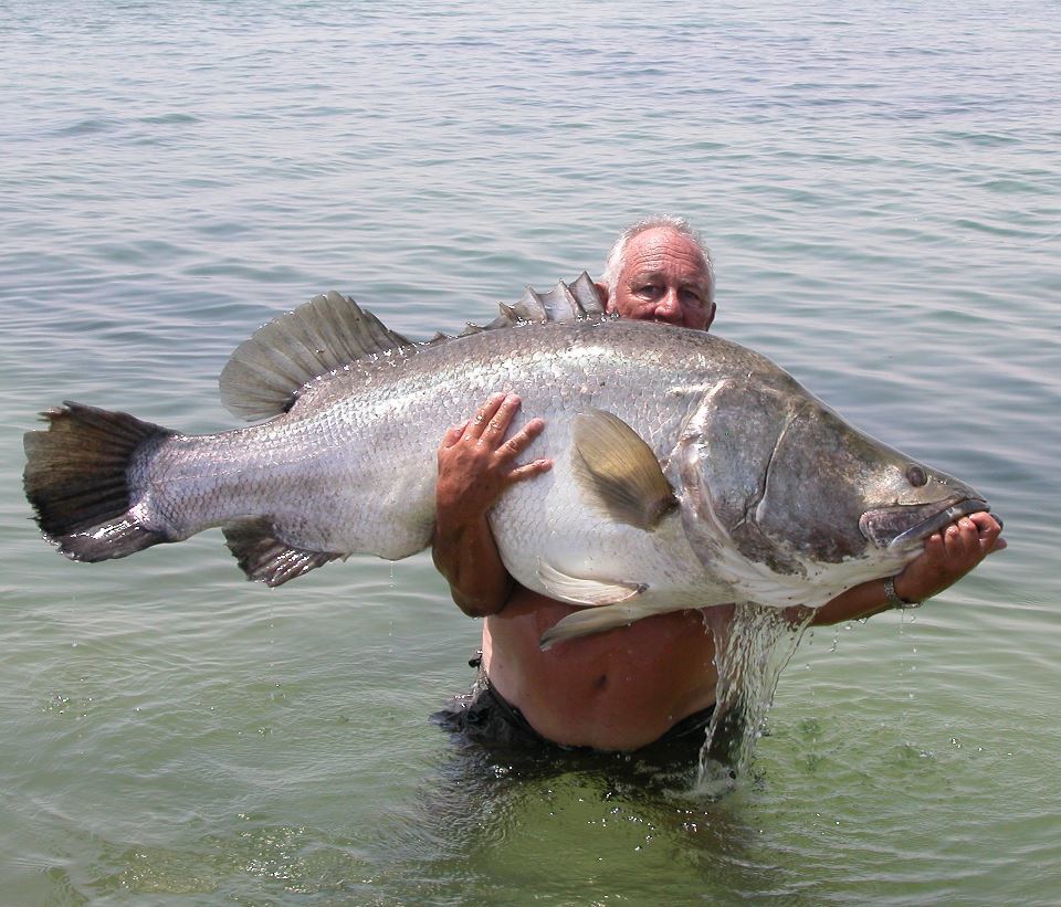 非洲最嚣张的"金刚",把200多种鱼类吃灭绝,胖成球!