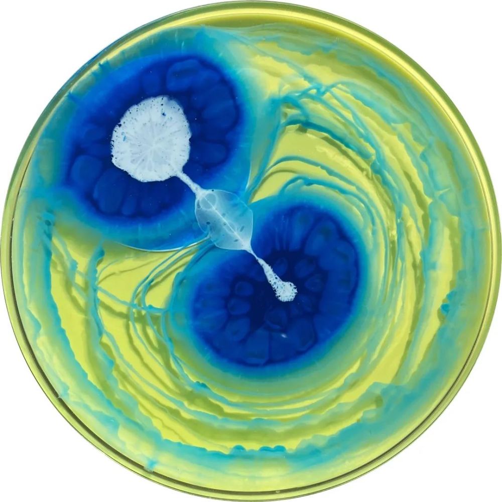 这一尝试,就让她开启了用培养皿绘画的艺术人生,克拉丽·赖斯的细菌画