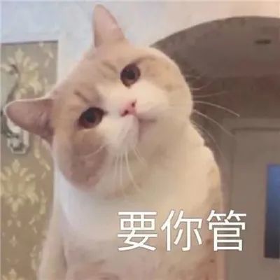 表情包:可爱卖萌的萌宠表情