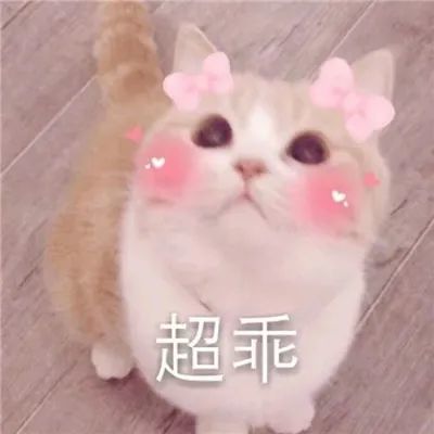 表情包:可爱卖萌的萌宠表情