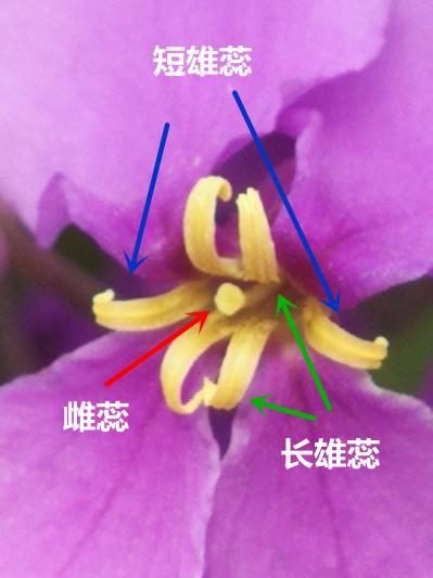 多彩"花仙子"