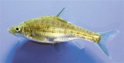 牛栏江3种和1类土著鱼进入国家二级保护动物名录