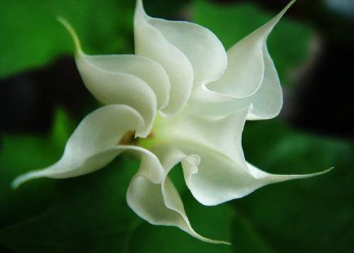 白色曼陀罗之所以叫 情花,是因为它代表永恒的爱,隐秘,诡异,却永不言