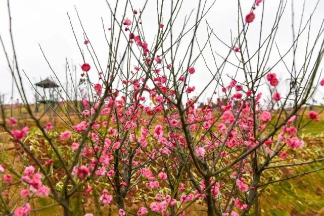 2月14日衡阳县西渡镇梅花村举办"梅花文化旅游节,白天有汉服秀,梅花