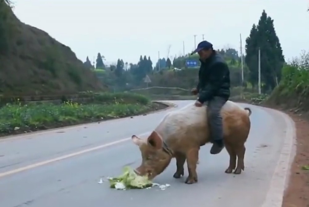 是什么原因让大爷喜欢骑猪出门,一骑就是30年
