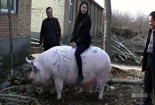 是什么原因让大爷喜欢骑猪出门,一骑就是30年