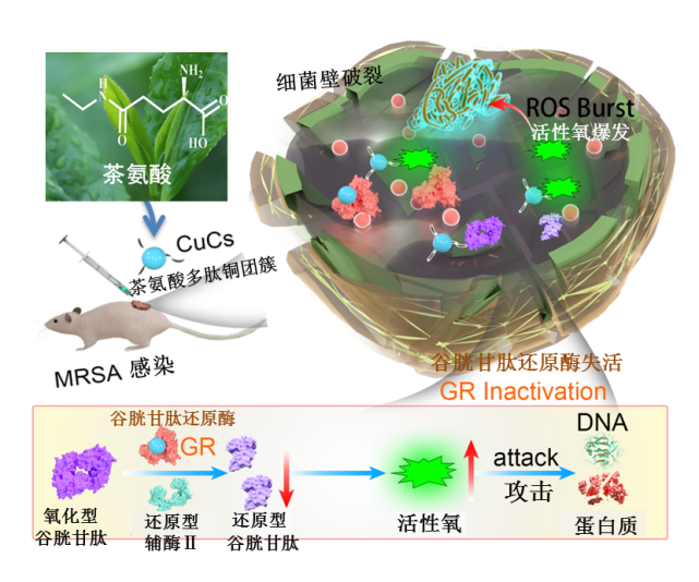 我国科学家用茶氨酸合成新型抗菌材料